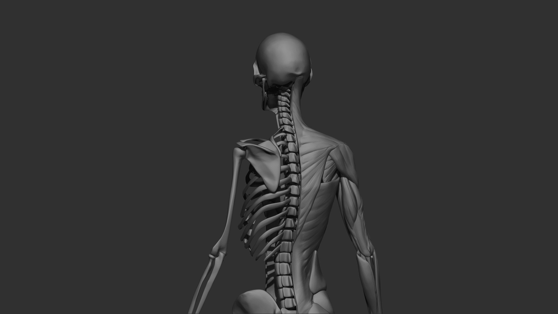 3D female muscle 3d print https://p.turbosquid.com/ts-thumb/WP/K4Gh6m/m2/femaleskeletonmuscle06/jpg/1657039931/1920x1080/fit_q87/b00ba4b732c4a00fdca9af039e15e9ae617b0b2b/femaleskeletonmuscle06.jpg