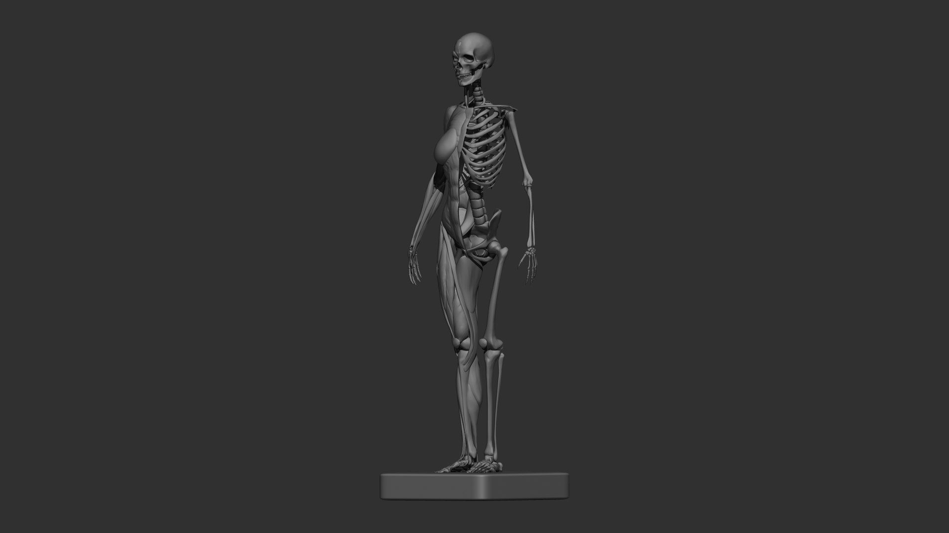 3D female muscle 3d print https://p.turbosquid.com/ts-thumb/WP/K4Gh6m/nv/femaleskeletonmuscle04/jpg/1657039930/1920x1080/fit_q87/b05560eb6a01f6ffe9d7c13f7cf6988b919bccf1/femaleskeletonmuscle04.jpg
