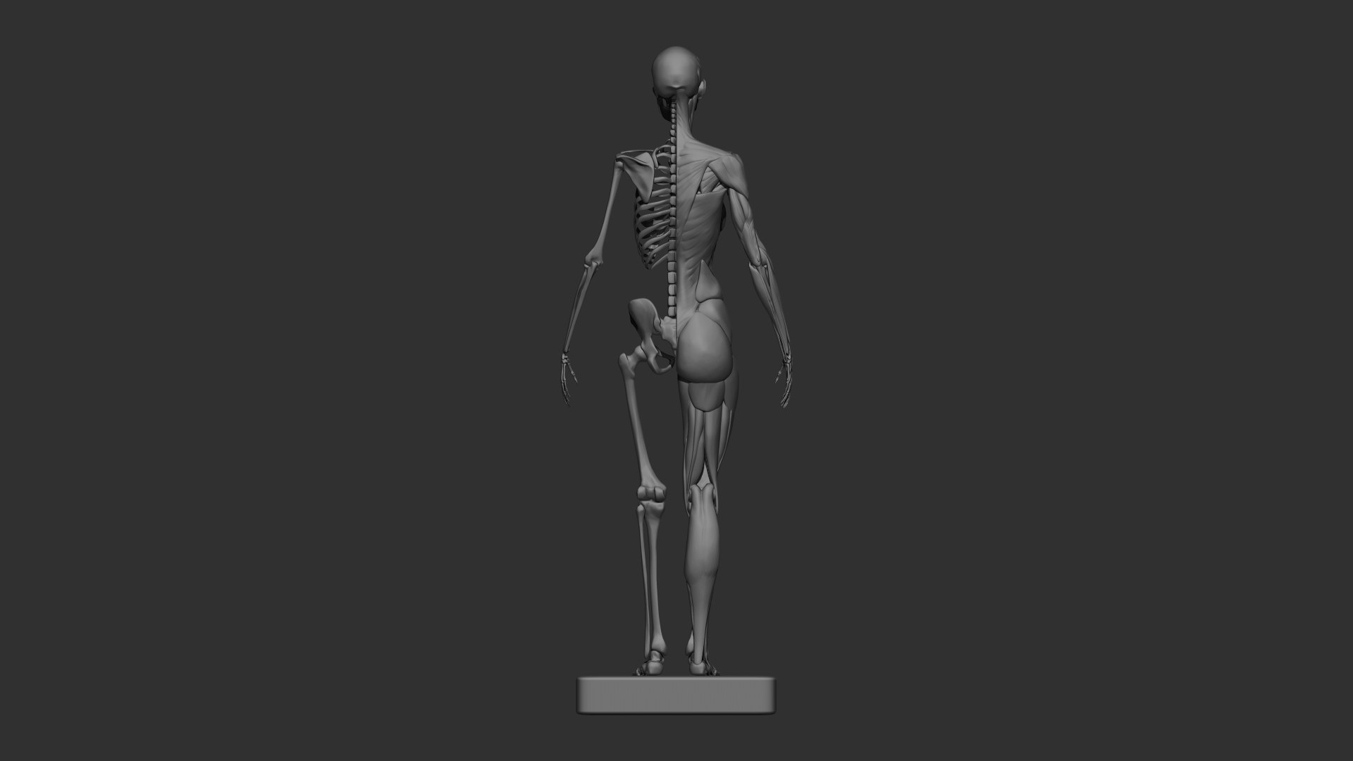 3D female muscle 3d print https://p.turbosquid.com/ts-thumb/WP/K4Gh6m/qJ/femaleskeletonmuscle03/jpg/1657039929/1920x1080/fit_q87/bf78628ab6e03243d8a19fb7f394a0d96137ce4b/femaleskeletonmuscle03.jpg