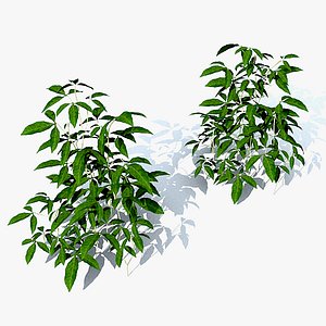 Seedlings Passionflower