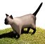 Chat siamois