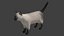 Chat siamois