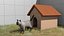 Chat siamois
