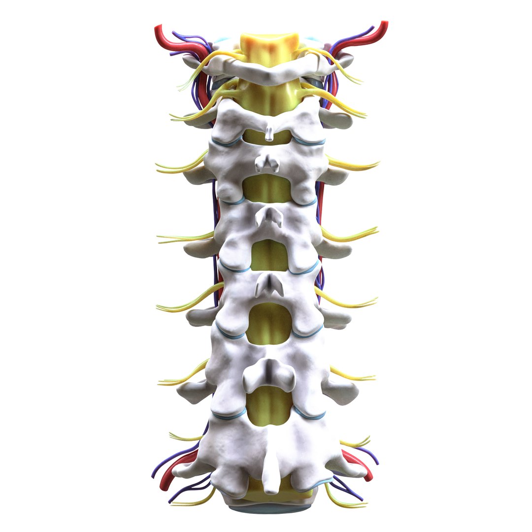3D Cervical Spine Vertebrae model https://p.turbosquid.com/ts-thumb/WQ/2I8bRG/1T/8/png/1692009115/1920x1080/fit_q87/aabb72c77136e21367a573a1496712e58956b753/8.jpg