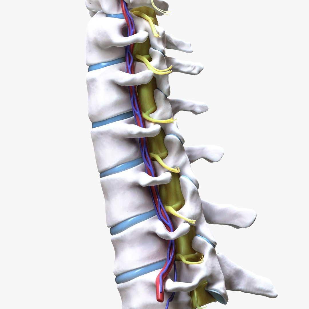 3D Cervical Spine Vertebrae Model - TurboSquid 2110937