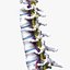 3D Cervical Spine Vertebrae model