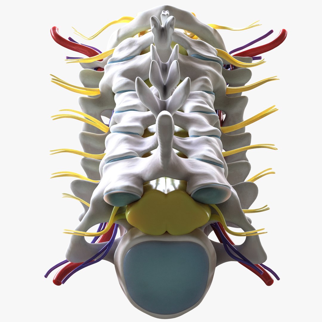 3D Cervical Spine Vertebrae model https://p.turbosquid.com/ts-thumb/WQ/2I8bRG/B2/6/png/1692009114/1920x1080/fit_q87/c50b1a618254870ed1c65caa5bd37d379ac385ac/6.jpg
