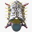3D Cervical Spine Vertebrae model