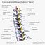 3D Cervical Spine Vertebrae model
