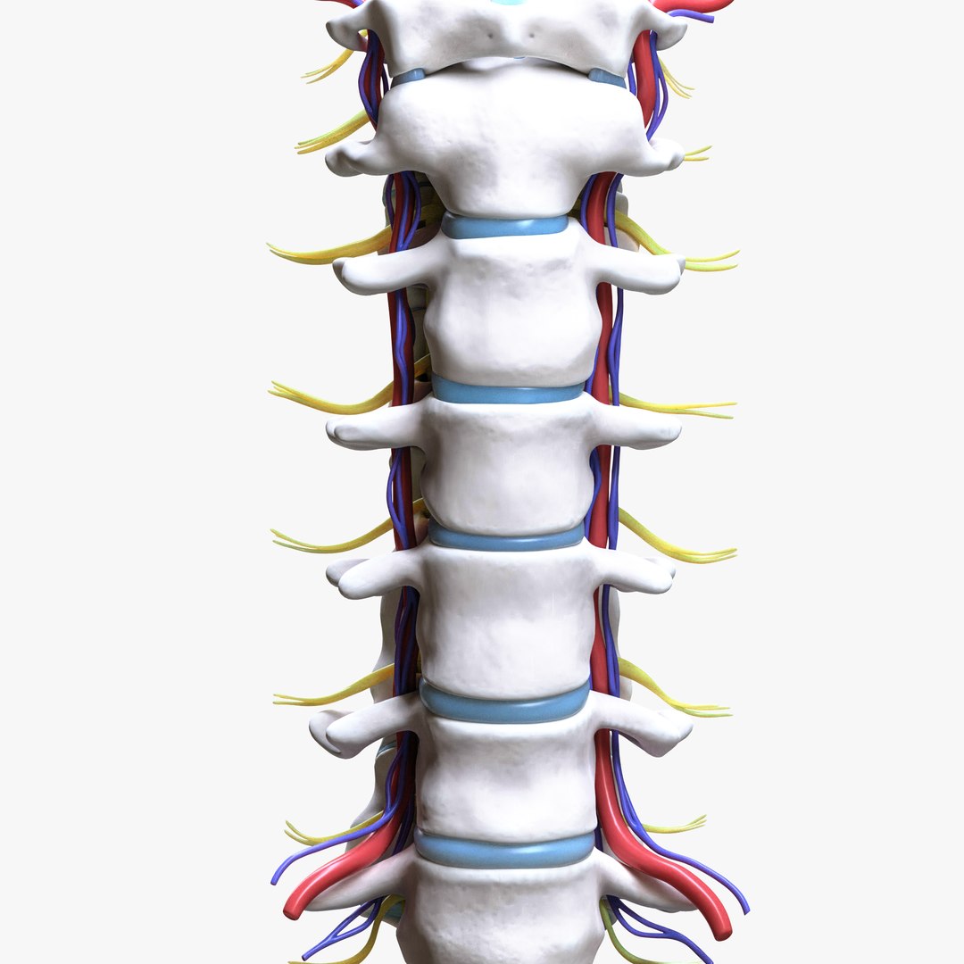 3D Cervical Spine Vertebrae model https://p.turbosquid.com/ts-thumb/WQ/2I8bRG/Tp/7/png/1692009114/1920x1080/fit_q87/40c7e8f5d3992540e9549c80c38ddacc0c2c64df/7.jpg