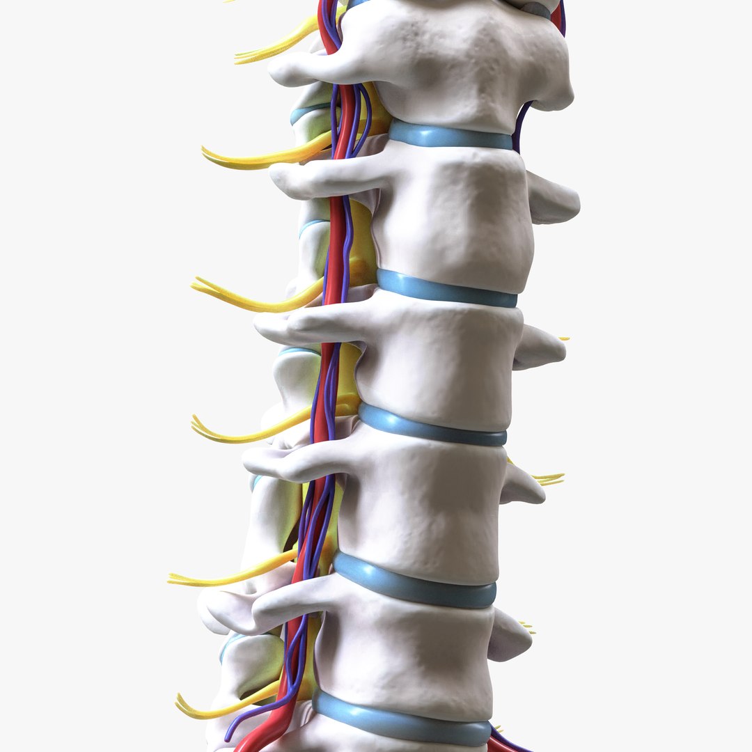 3D Cervical Spine Vertebrae model https://p.turbosquid.com/ts-thumb/WQ/2I8bRG/bS/3/png/1692009112/1920x1080/fit_q87/45b18103c5f443713093effa719f8e30b04c9e1c/3.jpg