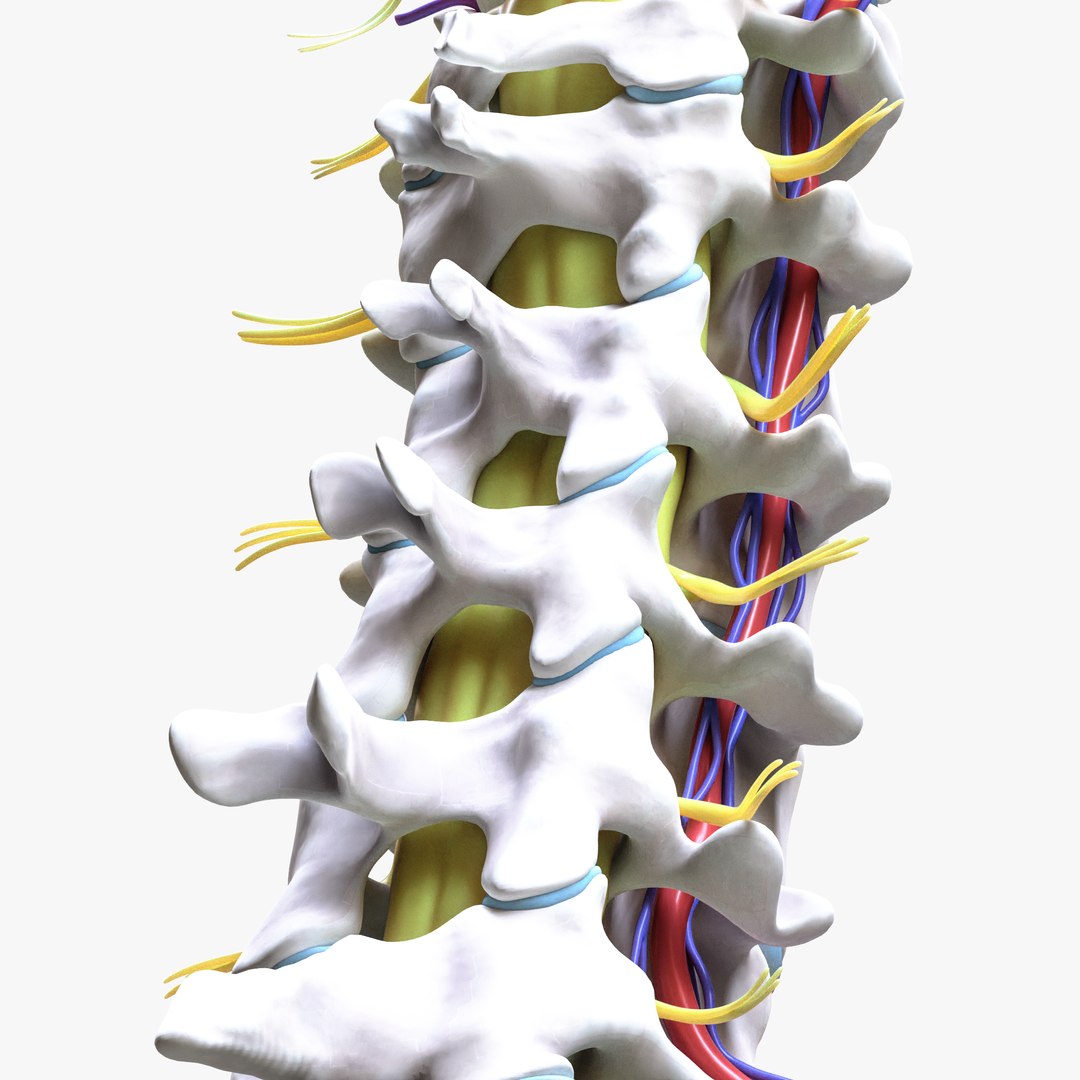 3D Cervical Spine Vertebrae model https://p.turbosquid.com/ts-thumb/WQ/2I8bRG/fU/2/png/1692009099/1920x1080/fit_q87/7c30935b9e50ed3928178735ddaa29998cbfce14/2.jpg