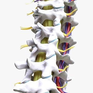3D Cervical Spine Vertebrae model