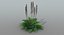 Acanthus Mollis