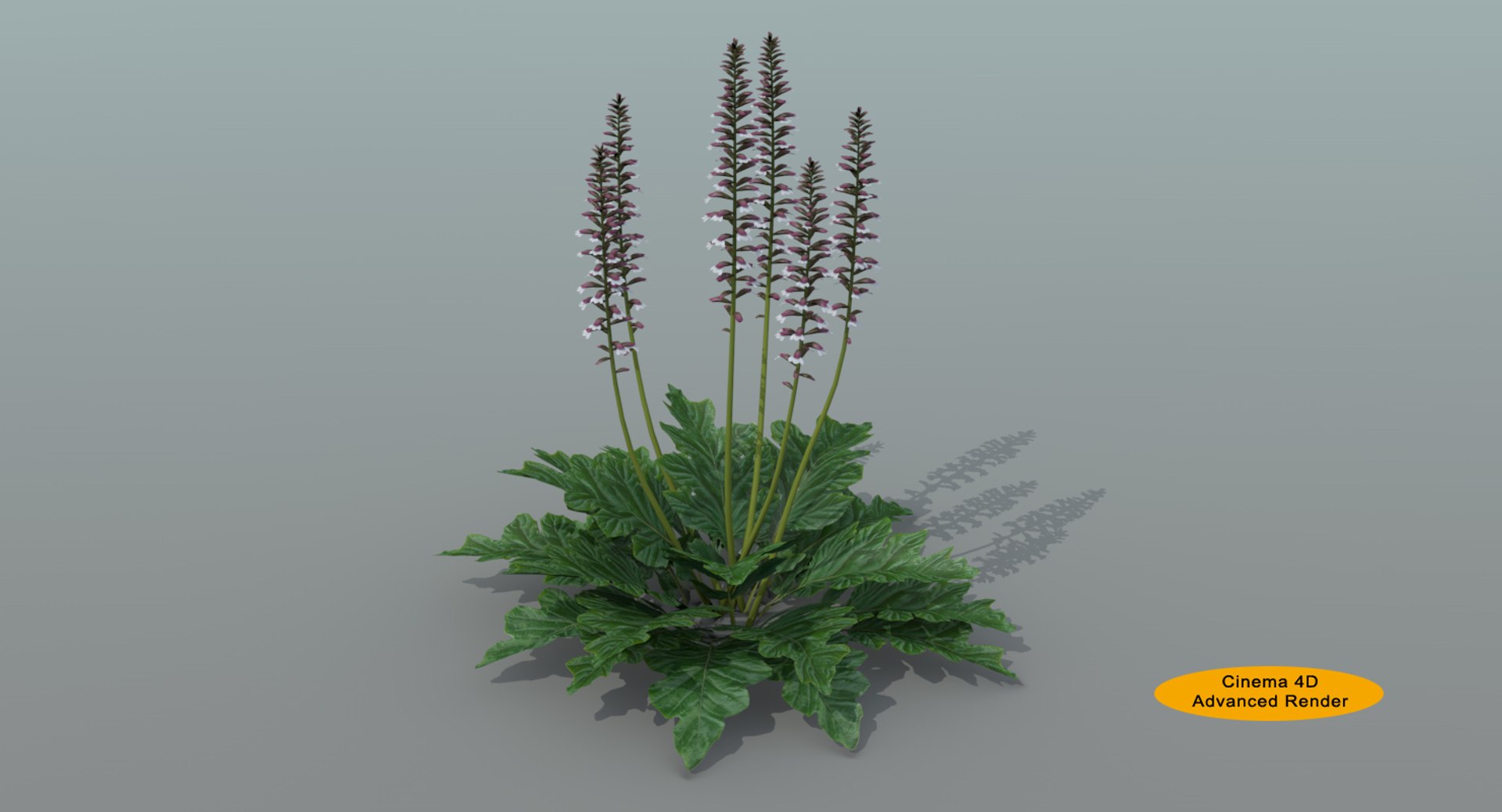 landscape flowers 3D model https://p.turbosquid.com/ts-thumb/WQ/8qlHw0/FU1ysfzx/acanthusar301/jpg/1535812903/1920x1080/fit_q87/f3fca595762ffbf5bae861f3b6f1f00d0fb65e1c/acanthusar301.jpg
