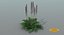 Acanthus Mollis