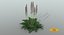 Acanthus Mollis