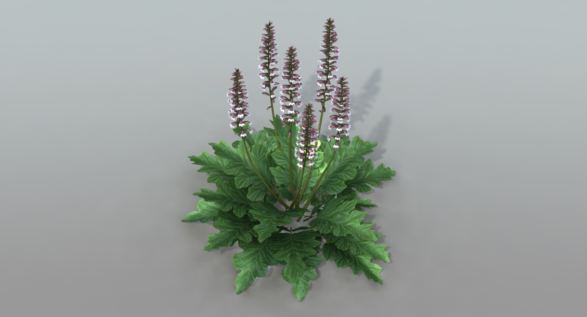 landscape flowers 3D model https://p.turbosquid.com/ts-thumb/WQ/8qlHw0/MMZKnZJT/acanthus09/jpg/1535812903/1920x1080/fit_q87/ad173cf5989f53159479125b6ddbf71faeb404b5/acanthus09.jpg