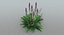 Acanthus Mollis