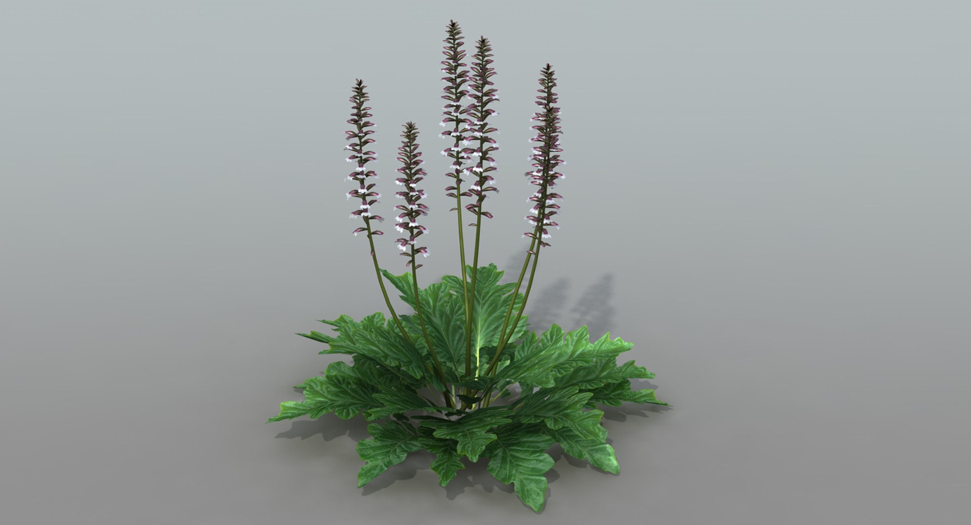landscape flowers 3D model https://p.turbosquid.com/ts-thumb/WQ/8qlHw0/cAqQ23zd/acanthus04/jpg/1535812902/1920x1080/fit_q87/bde5050dec9acc51beac77b6c8ef807107c2c930/acanthus04.jpg