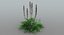 Acanthus Mollis
