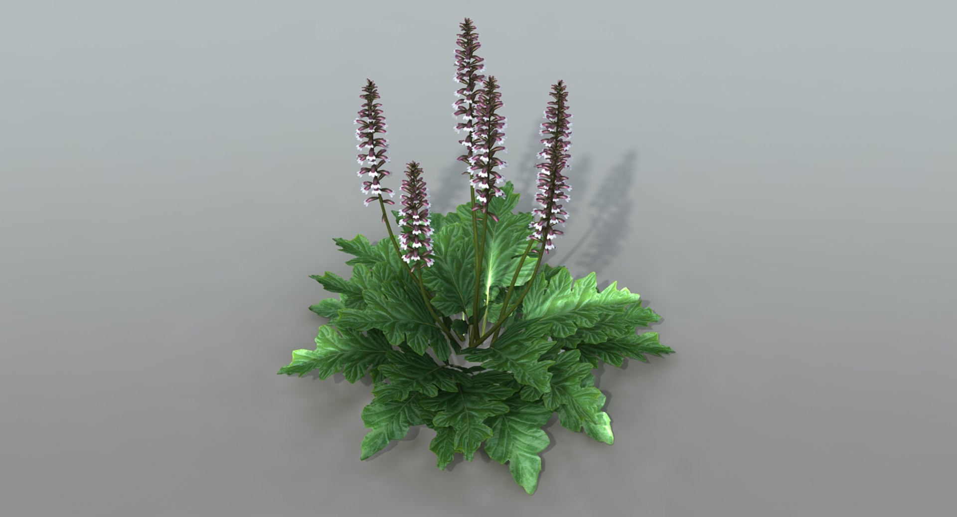 landscape flowers 3D model https://p.turbosquid.com/ts-thumb/WQ/8qlHw0/dlDndW7z/acanthus02/jpg/1535812902/1920x1080/fit_q87/96d2d6e5a9550db331081c2bbe170c6504004569/acanthus02.jpg