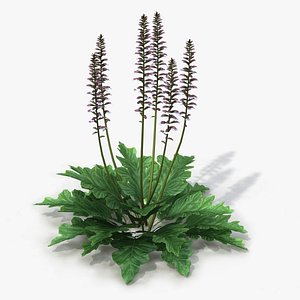 Acanthus Mollis