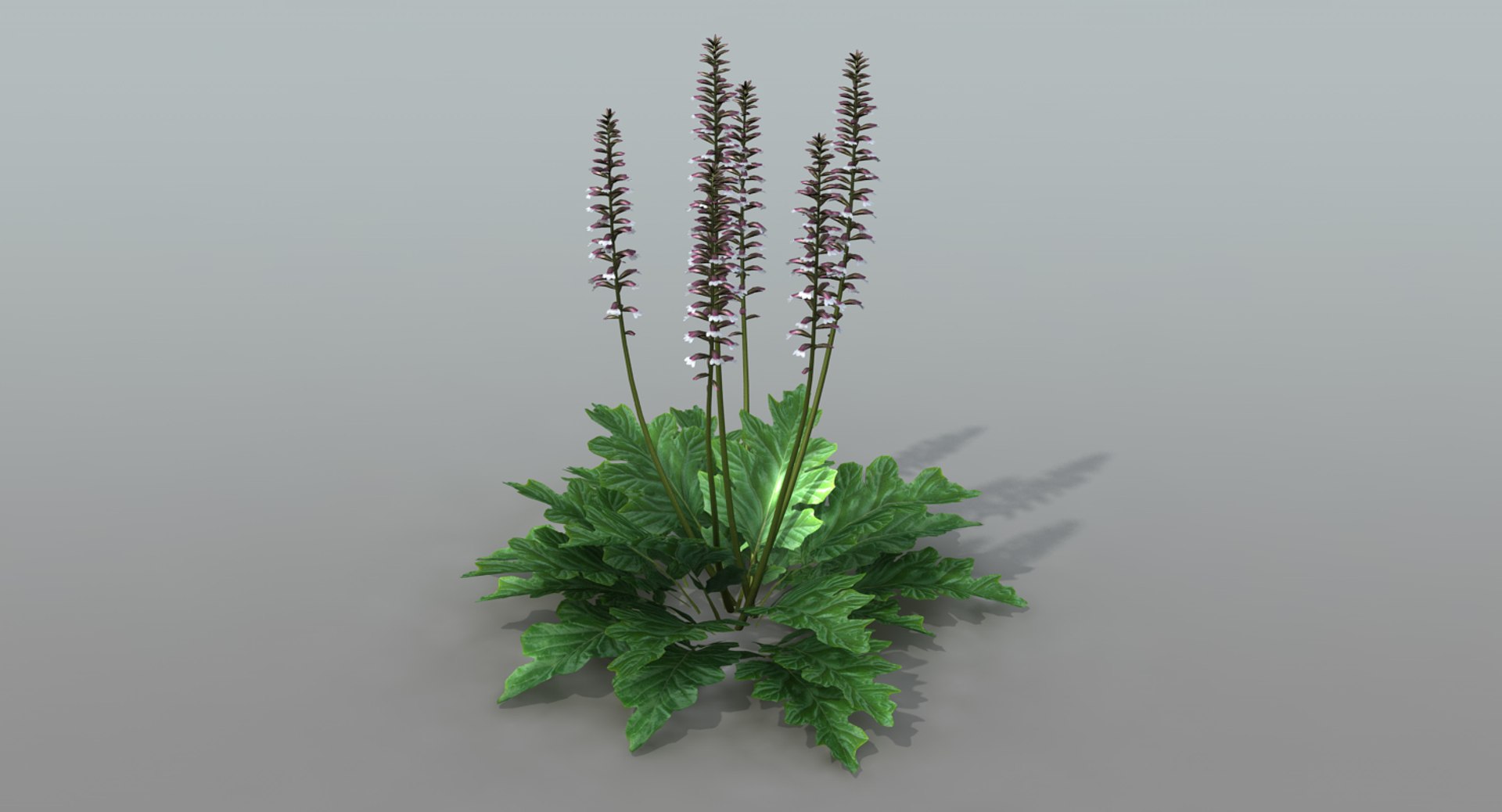 landscape flowers 3D model https://p.turbosquid.com/ts-thumb/WQ/8qlHw0/gqzyyFsB/acanthus01_315/jpg/1535812902/1920x1080/fit_q87/e1ae1edfc04de419aa123d9e6ad72e5a59aa8d59/acanthus01_315.jpg