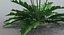 Acanthus Mollis