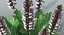 Acanthus Mollis