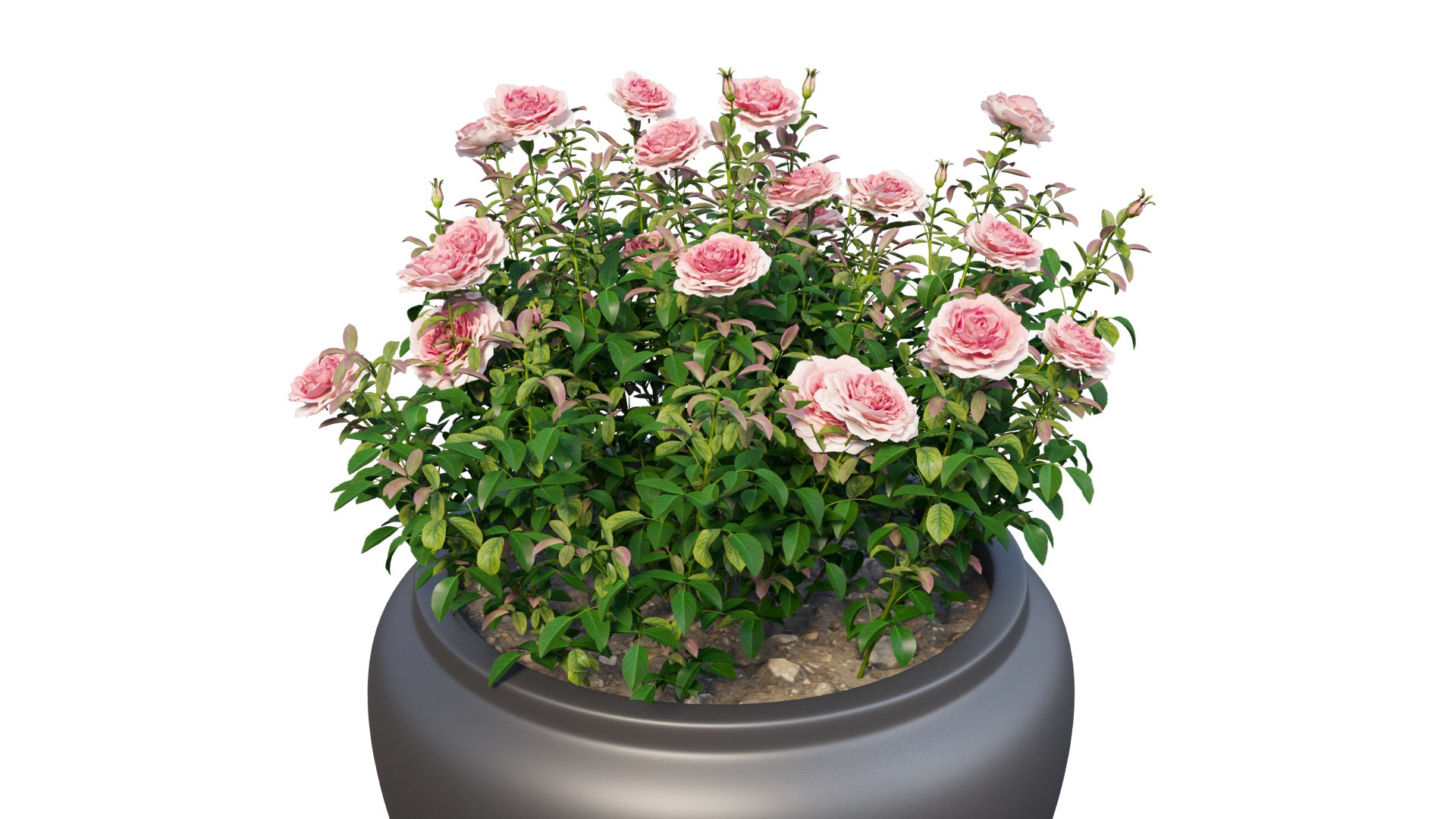 Rose Plant In Pot Set 02 3D Model - TurboSquid 1728101