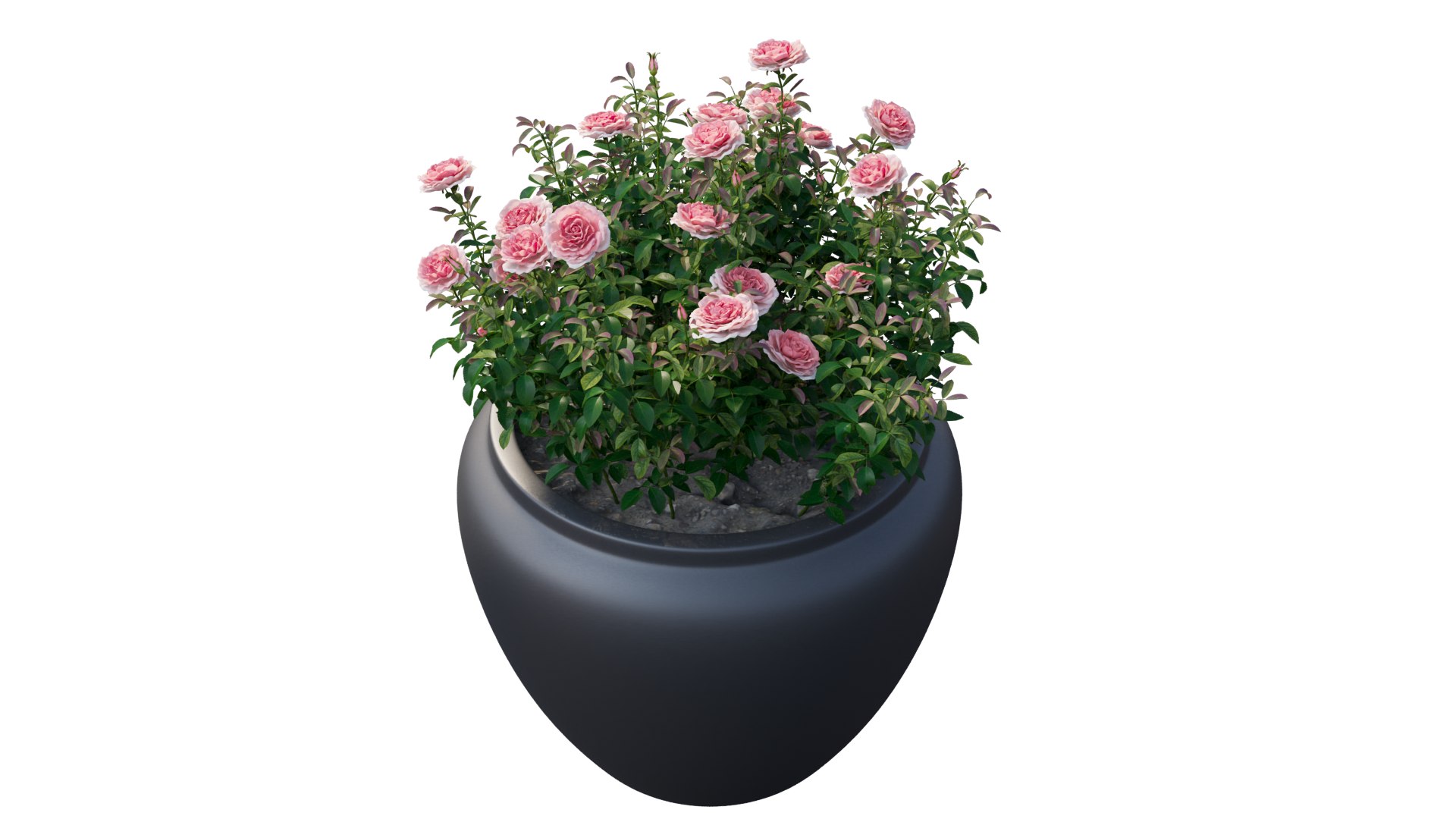 Rose Plant In Pot Set 02 3D Model - TurboSquid 1728101