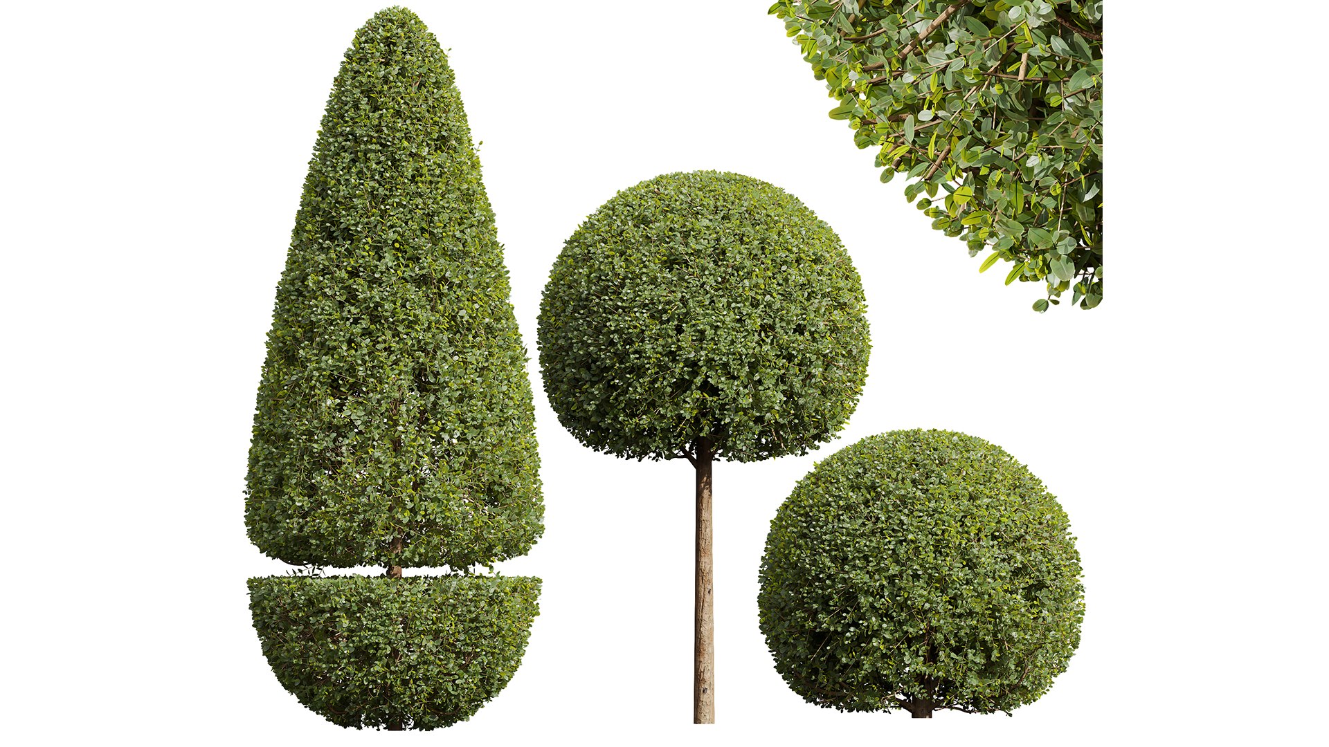 6Different SETS Of Plant Bush Set Vol 31 3D - TurboSquid 2205104