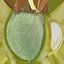 Green Almond Collection
