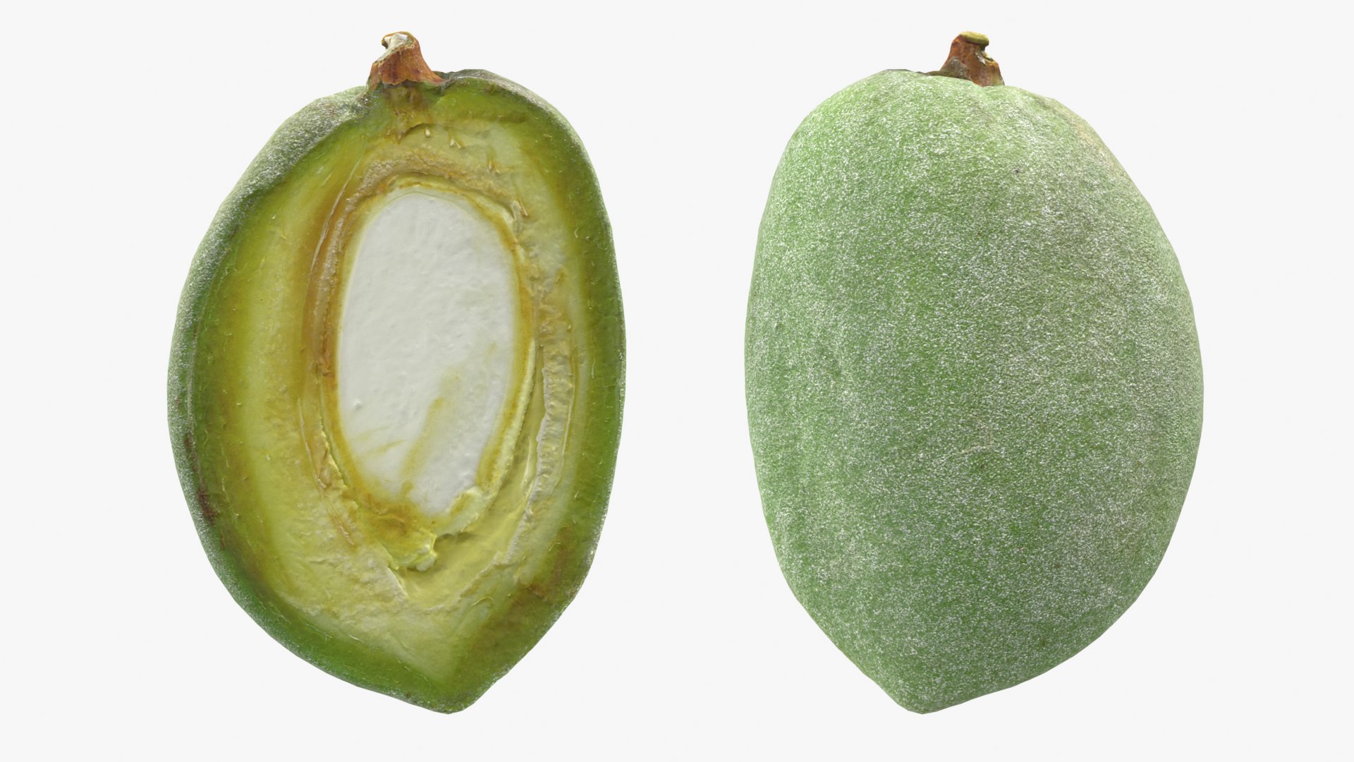 3D model Green Almond Collection https://p.turbosquid.com/ts-thumb/WQ/CZ3U6E/ZX/almondgreencut_0001b/png/1782483837/1920x1080/fit_q87/1ba9899c555053b0cdee9b8ae42408ea55dea0b6/almondgreencut_0001b.jpg