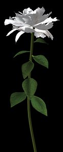 3d plant flower model