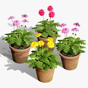HilverdaFlorist Gerbera Collection 3D model