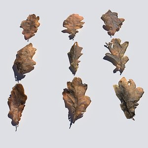 3D model dry oak leaves pack