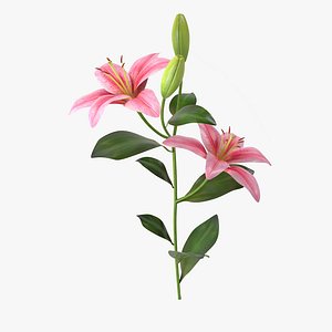 Lyly Flower