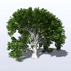 3d model white oak tree