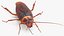 3D Rigged Animated Cockroach Collection model