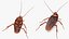 3D Rigged Animated Cockroach Collection model