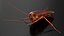 3D Rigged Animated Cockroach Collection model