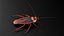 3D Rigged Animated Cockroach Collection model