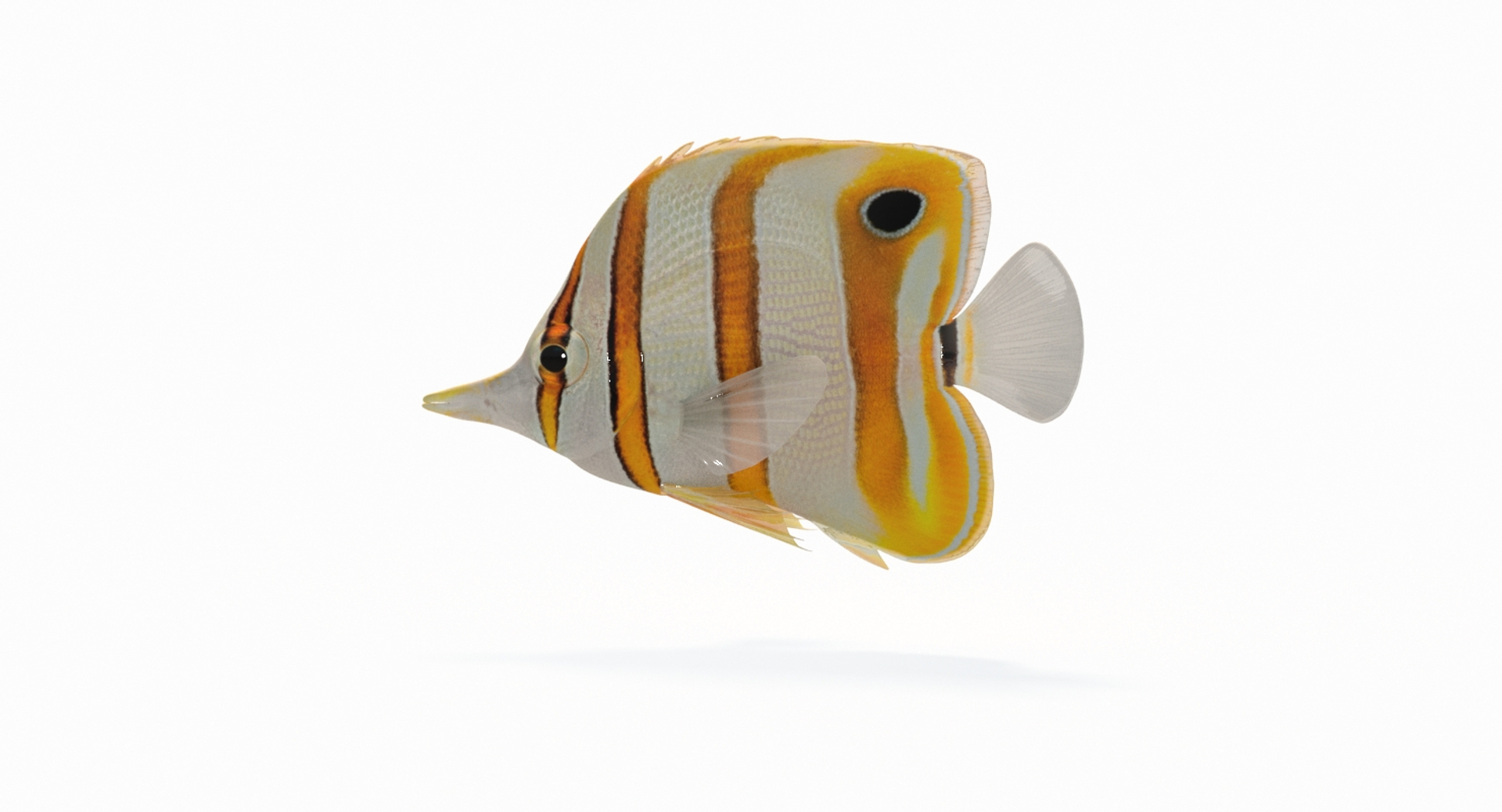3D Copperband Butterflyfish Animation - TurboSquid 1286105