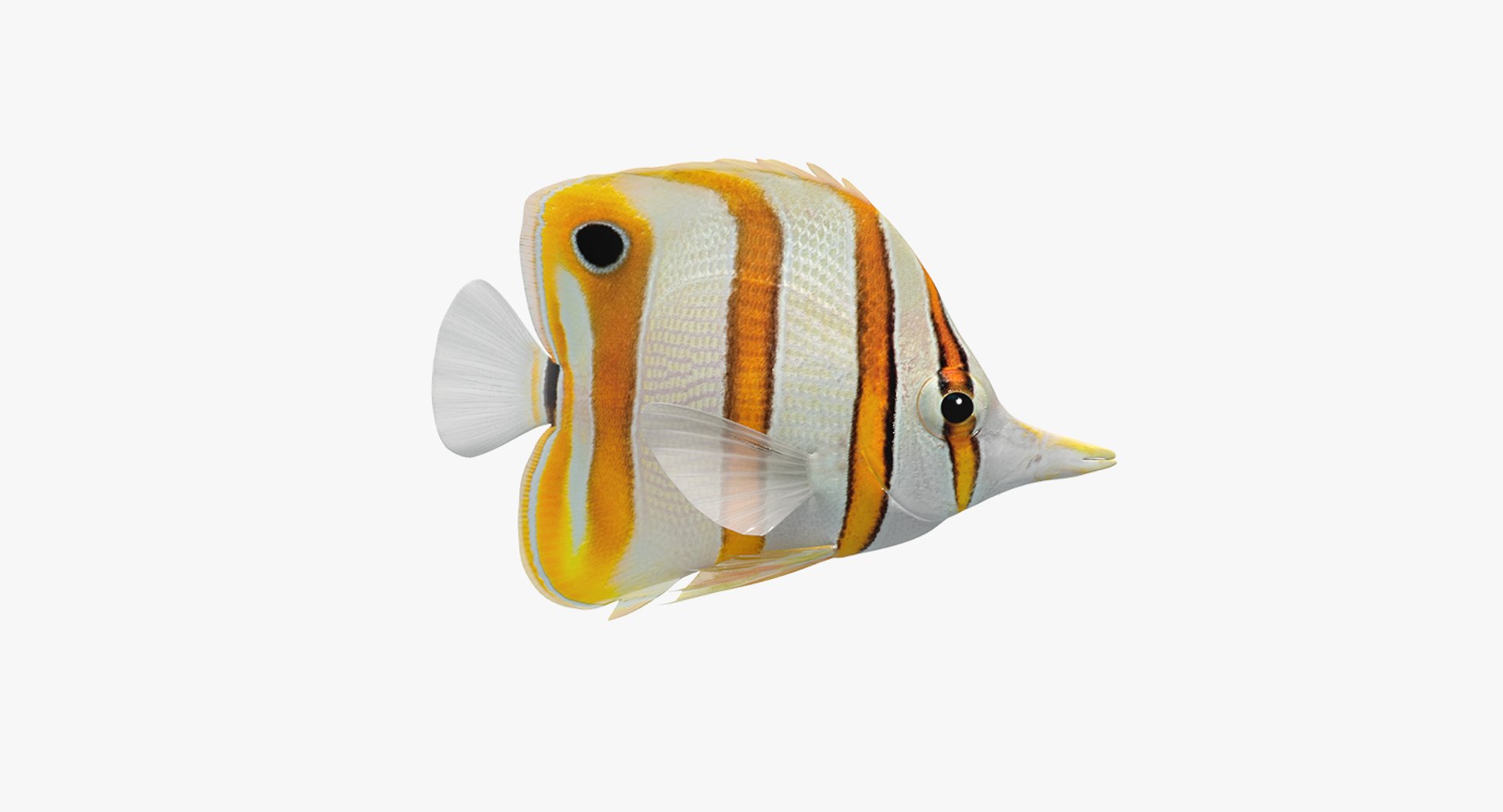 3D Copperband Butterflyfish Animation - TurboSquid 1286105