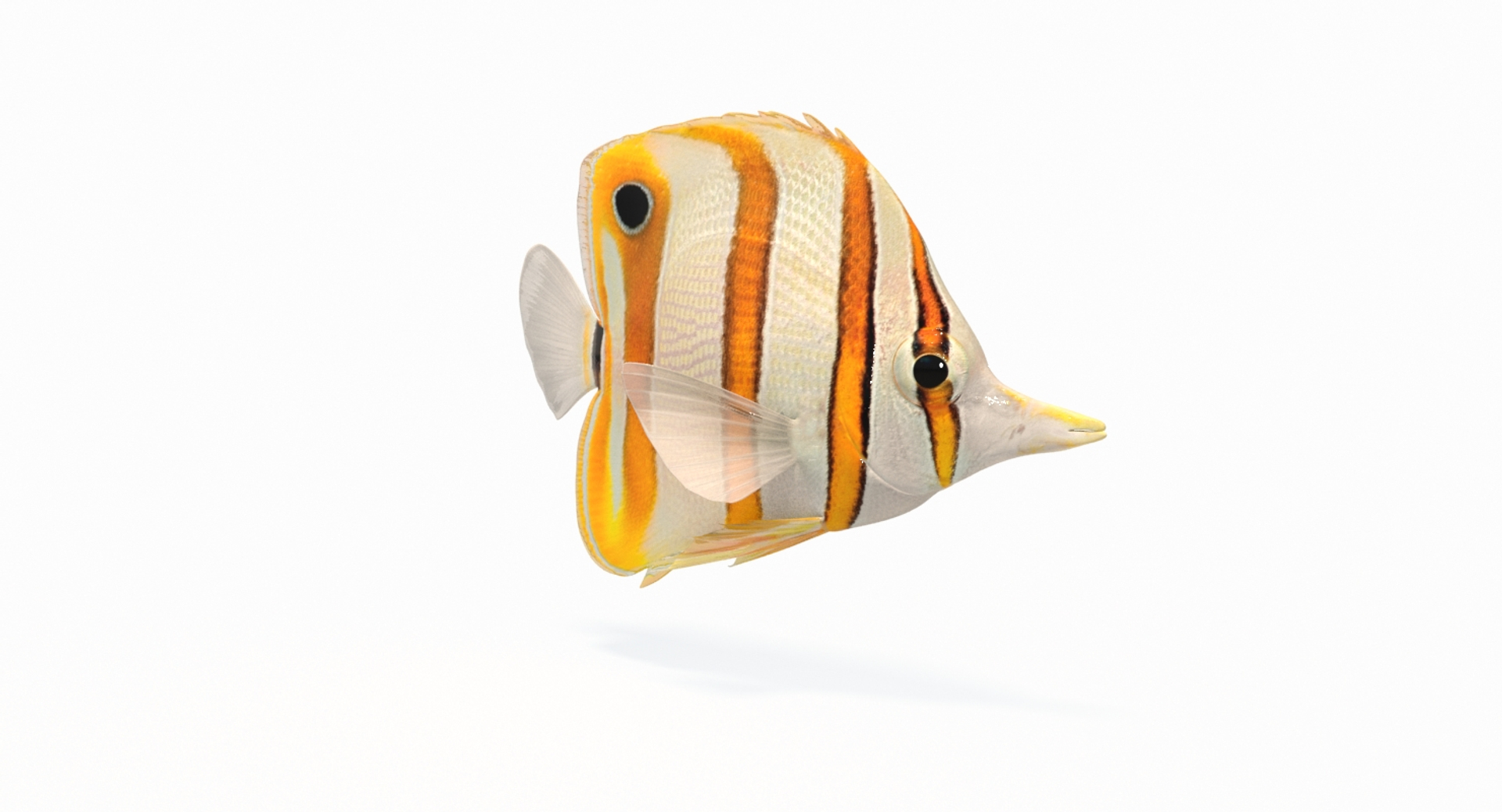 3D Copperband Butterflyfish Animation - TurboSquid 1286105