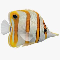 Copperband Butterflyfish (Animated)