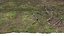 Forest litter ground 20K scan HD