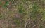 Forest litter ground 20K scan HD